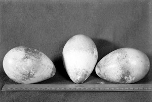 The three Emperor Penguin eggs collected at Cape Crozier in July 1911.